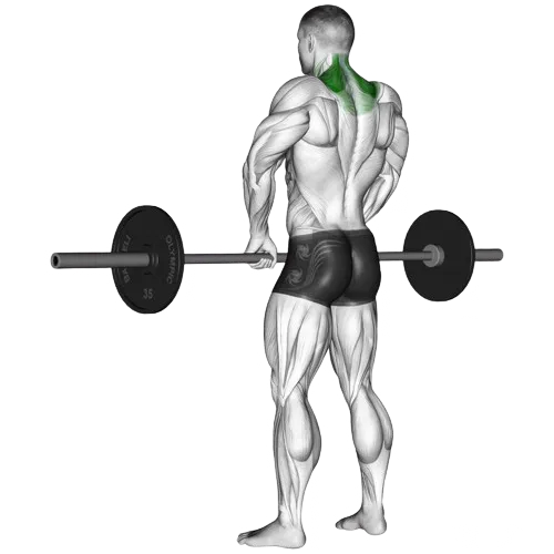 barbell-shrug