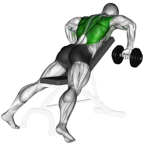 chest-supported-dumbbell-row